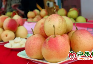 大理祥云縣舉辦紅梨文化旅游節 ()