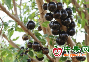 熱帶嘉寶果在沈陽“安家”了 ()