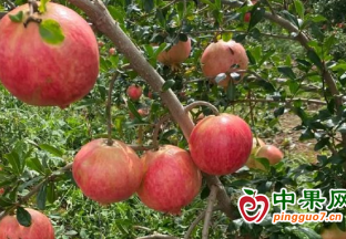 普洱瀾滄：石榴紅籽籽同心 百姓歡戶戶同樂 ()