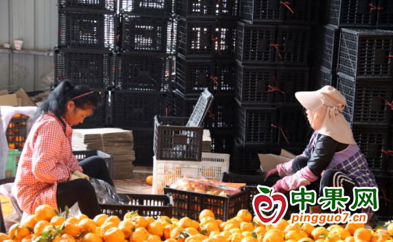 柑橘產(chǎn)業(yè)助力農(nóng)業(yè)產(chǎn)業(yè)發(fā)展