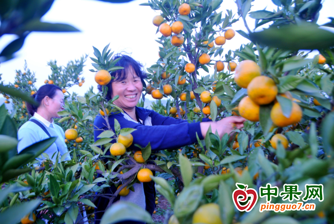 柑橘飄香 美了風(fēng)景富了民