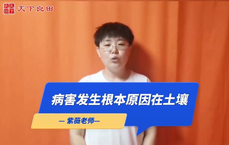 病害發生根本原因在土壤 ()